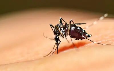 Municípios com risco de surto de dengue vão utilizar carros fumacê para combater Aedes aegypti, na Paraíba